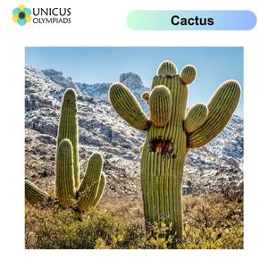 Cactus
