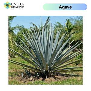 Agave