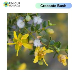 Creosote Bush