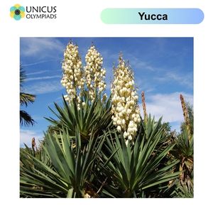 Yucca