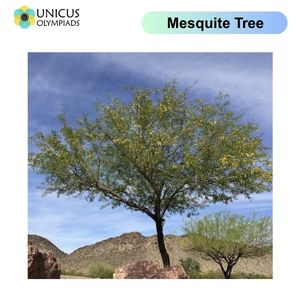 Mesquite Tree