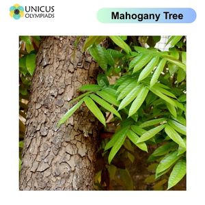Mahogany Tree