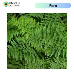 Fern