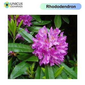 Rhododendron