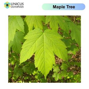 Maple Tree