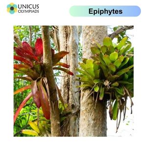 Epiphytes