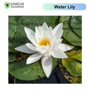 Water Lily