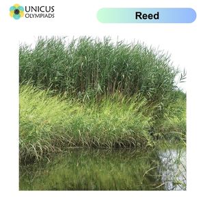 Reed