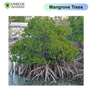 Mangrove Trees