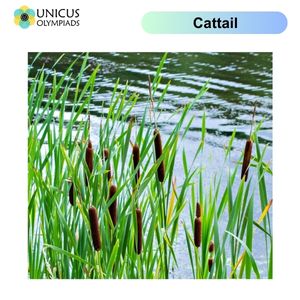 Cattail