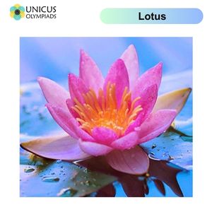Lotus