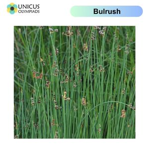 Bulrush