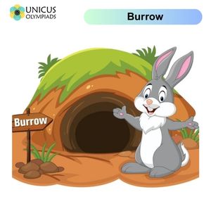 Burrows