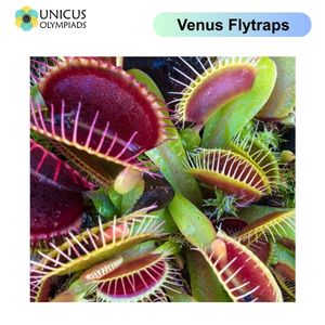 Venus Flytraps
