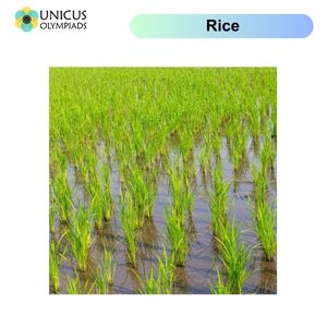 Rice