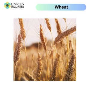 Wheat