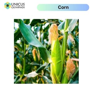 Corn