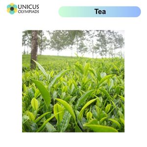 Tea