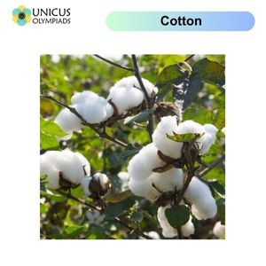 Cotton