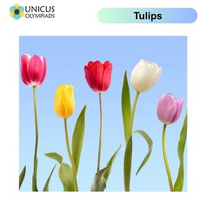 Tulips