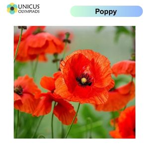 Poppy