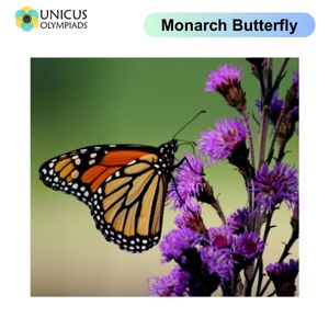 Monarch Butterfly