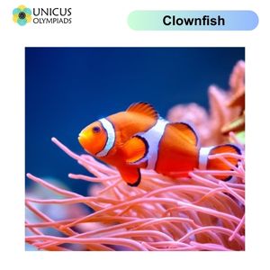 Clownfish
