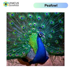 Peafowl