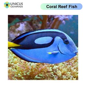 Coral Reef Fish