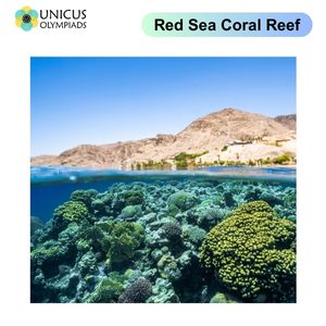 Red Sea Coral Reef