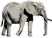 The elephant is walking.