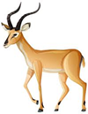 an antelope