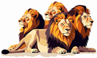 Herd – Lions