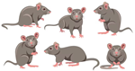 mice