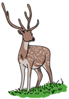 deer