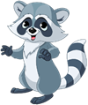 raccoon