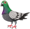 pigeon