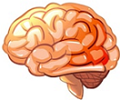 brain