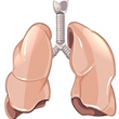 lungs