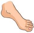 foot