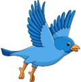 bird