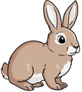 rabbit