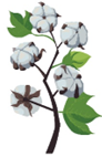 cotton plant