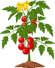 tomato plant