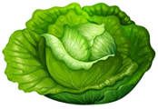 cabbage