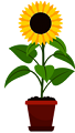 Sunflower plant