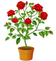 Rose plant