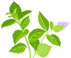 Mint
