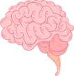 brain