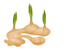 Ginger